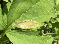 Calycomyza frickiana