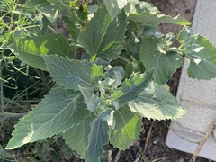 Verbesina encelioides