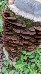 Daedaleopsis tricolor