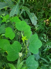 Passiflora lutea