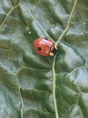 Adalia bipunctata