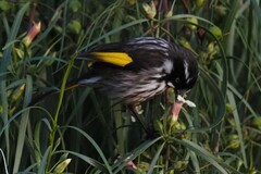 Phylidonyris novaehollandiae