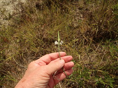 Oenothera glaucifolia