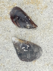 Mytilus galloprovincialis