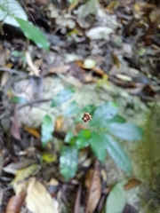 Macracantha hasselti