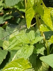 Lestidae