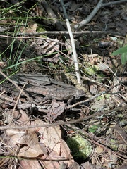 Sceloporus undulatus