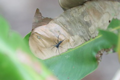 Corinnidae