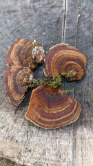 Daedaleopsis tricolor