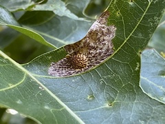 Tischeria quercitella