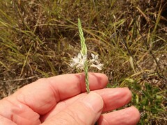 Oenothera glaucifolia