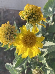 Verbesina encelioides