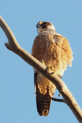 Falco longipennis