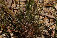 Schizaea bifida