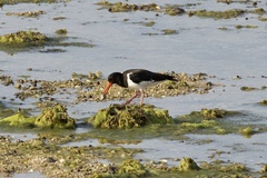 Haematopus ostralegus