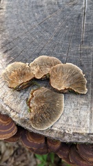 Daedaleopsis tricolor