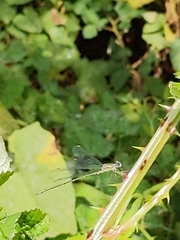 Lestidae