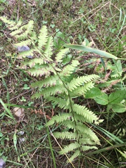 Thelypteris palustris