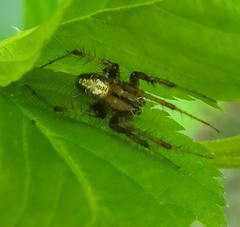 Neoscona arabesca