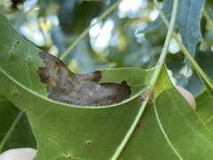 Tischeria quercitella