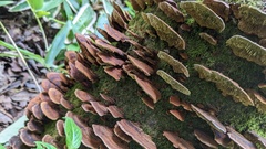 Daedaleopsis tricolor