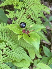 Medeola virginiana