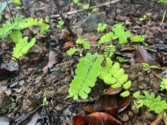 Adiantum philippense