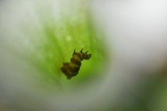 Exyra semicrocea