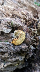 Truncospora ochroleuca