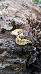 Truncospora ochroleuca