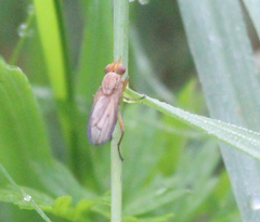 Tetanocera elata