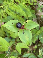 Medeola virginiana
