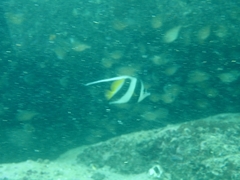 Heniochus acuminatus