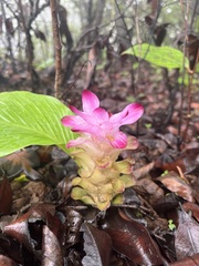 Curcuma aromatica