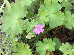 Geranium molle