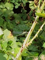 Lestidae
