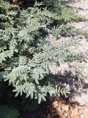 Prosopis farcta