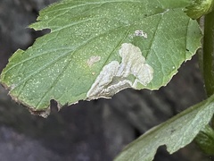 Metallus lanceolatus