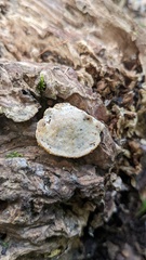 Truncospora ochroleuca