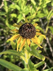 Rudbeckia missouriensis
