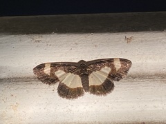 Heliomata cycladata