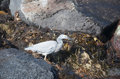 Egretta novaehollandiae