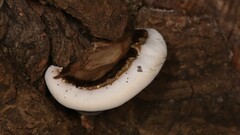 Ganoderma lobatum