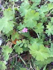 Geranium molle