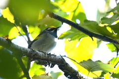 Vermivora chrysoptera