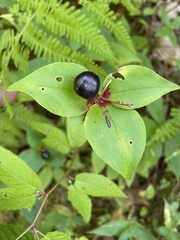 Medeola virginiana
