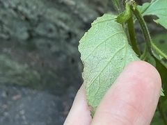 Metallus lanceolatus
