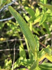 Rudbeckia missouriensis