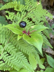 Medeola virginiana