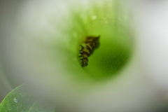 Exyra semicrocea
